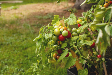 Cherry tomatoes on the vine.Summer season.