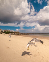 two seagulls flying low to the ground on an empty beach