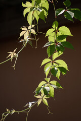 Fresh liana leaves glisten in the sun
