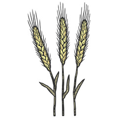 Three wheat spikelets. Sketch scratch board imitation color. Engraving vector