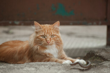 Red cat lies on the threshold of the house