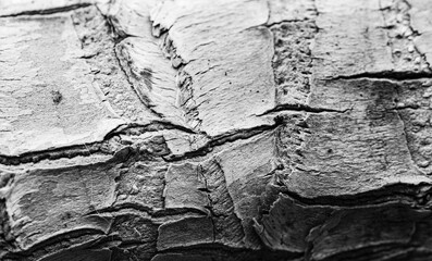 Guatemalan yucca trunk close-up. The structure of the bark on a macro scale. Conceptual vegetative background.