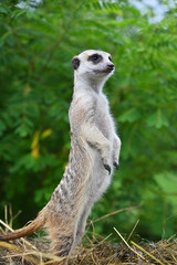 Fototapeta premium Little meerkat stands on its hind legs