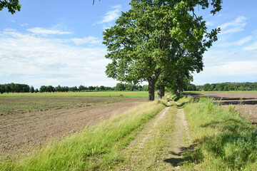 Fototapeta na wymiar Rural road next to an agricultural field