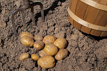 Freshly dug potatoes in a backyard garden. They are rich in antioxidants and are linked to...