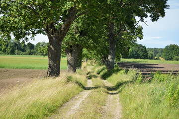 Muddy country road next to a plowed field and a meadow