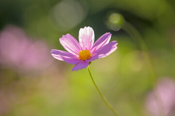 Flowers in all their diversity of forms, blooming, colors, textures and lights, close up detailes of petals.
