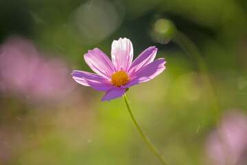 Flowers in all their diversity of forms, blooming, colors, textures and lights, close up detailes of petals.
