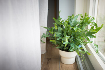 A plant of Blue Star fern (Phlebodium aureum), a fancy houseplant, on the floor in a house near a window.