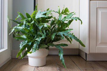 A plant of Blue Star fern (Phlebodium aureum), a fancy houseplant, on the floor in a house near a window.  © silvia
