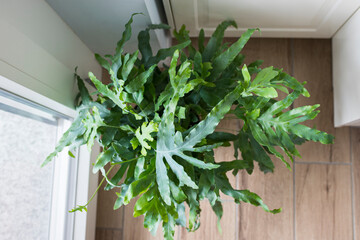Top view of a plant of Blue Star fern (Phlebodium aureum), a fancy houseplant, on the floor in a house near a window.