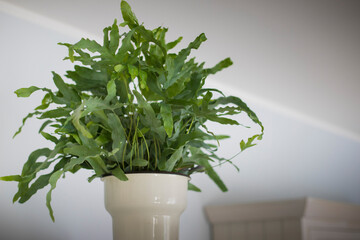 A plant of Blue Star fern (Phlebodium aureum), a fancy houseplant, close-up.