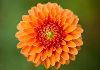 Flowers in all their diversity of forms, blooming, colors, textures and lights, close up detailes of petals.
