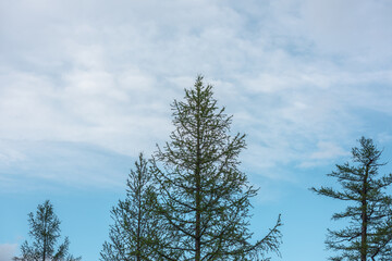 Minimalist landscape with sharp top of coniferous tree in cloudy sky. Minimal scenery with conifer tree top silhouette against cloudy skies. Nature background with fir top in blue sky with clouds.