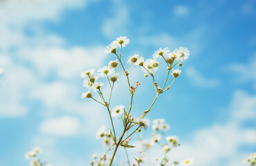 Small white flowers against a blue cloudy sky natural plant background abstract landscape Copy space, minimal selective focus