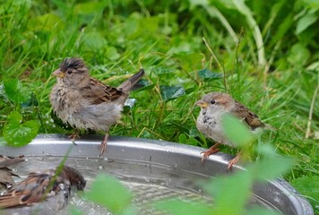 sparrow on the grass