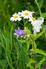 Large daisies and bluebell against the background of green grass in the garden on a summer day.