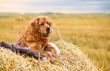 A beautiful dog on a haystack against the backdrop of a field and sunset. Selective focus on the muzzle of the dog.