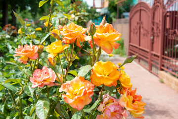 Yellow roses bloom at the iron gates of a rural house on a summer day.