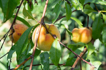 Peach fruits ripen on tree branches on a sunny summer day Peaches on a branch close-up.