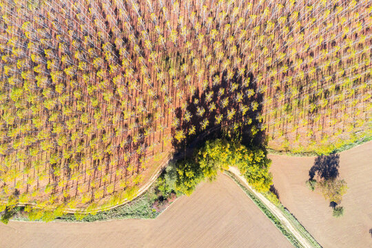 Scenic drone view of rows of trees growing in countryside in sunlight