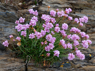Small purple flowers growing on the stones. A beautiful plant. Wildflowers close-up.