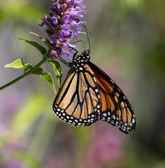 butterfly, monarch butterfly