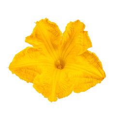 Large yellow zucchini flower, blooming gourd on a white background.