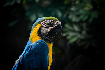 blue and yellow macaw