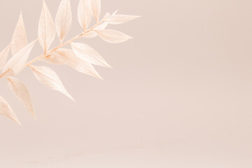 Fototapeta na wymiar Weiße Trockenblume vor beigen Hintergrund