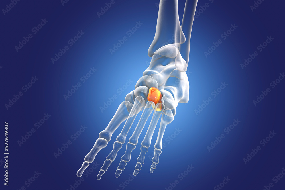 Sticker intermediate cuneiform bone of the foot, 3d illustration