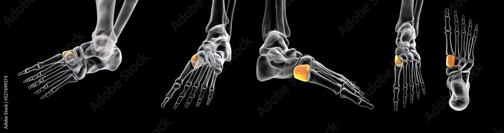 Wall mural Medial cuneiform bone of the foot, 3D illustration