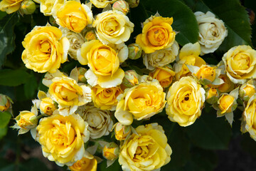 Yellow roses bloom in abundance on branches with green leaves on a summer day in the garden.