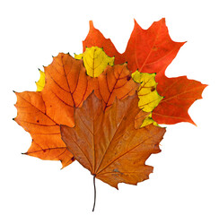 Fototapeta na wymiar Dry colorful maple leaves on a white background