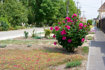 A bush of blooming herbaceous hibiscus with large red flowers on the street of a small town on a summer day.