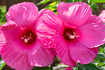 Large red flowers of herbaceous hibiscus (Hibiscus Moscheutos) on a sunny summer day.