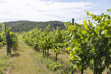 Fototapeta na wymiar Weinbaugebiet mit langer Weinlaube vor dem Rieseln gegen Schädling