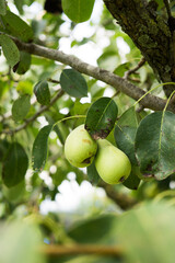 beautiful pear tree Green pears in the foreground
