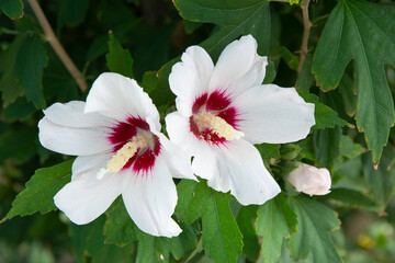 White flowers of arboreal hibiscus (Syrian rose) against the background of green leaves in a summer garden.