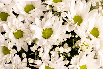 Bouquet of white chamomile chrysanthemums closeup background. Gift flowers for the holiday