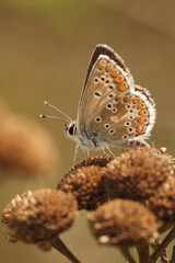 Closeup on a small Brown argus butterfly, Aricia agestis, sitting isolated on dried vegetation