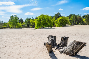 Natural forest in Fontainebleau