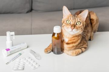 Domestic cat on the table with medicines for colds.