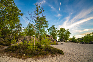 Natural forest in Fontainebleau
