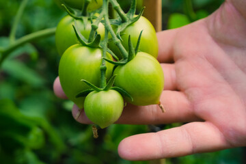 farmer hand holding green growing tomatoes branch, fresh harvest concept, greenhouse vegetable, agricultural industry