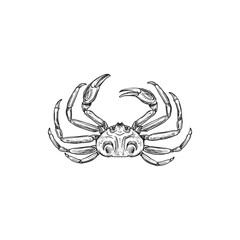 Swimming crab, marine exotic animal with exoskeleton, pair of pincers, underwater character isolated monochrome icon. Vector sea or ocean crab fresh or boiled, Crustacean with claws and shell, seafood