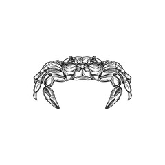 Royal crab isolated marine animal Cheiragonidae. Vector raw or fresh seafood, fishing sport mascot, exotic edible food. Monochrome icon of underwater decapod crustaceans of infraorder Brachyura