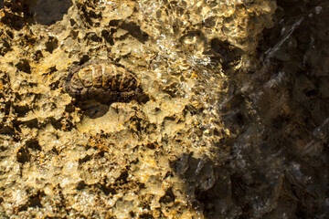 Chiton Wallianta Acanthopleura vaillanri . A large chiton on stones in the surf area near the Red Sea coast