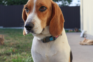 A cute dog beagle is lying on the green grass in a summer meadow