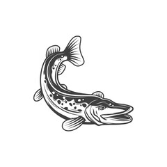 Pike fish, fishing and food vector icon, freshwater fishes. Pike or pickerel from river or lake as cuisine cooking food or restaurant menu, fishery market fish catch in flat line